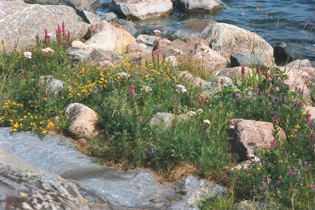 Sk�riblommor, Viasholmen