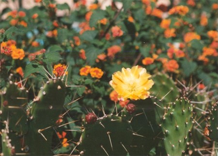 Kaktus - Cactus, Gran Canaria