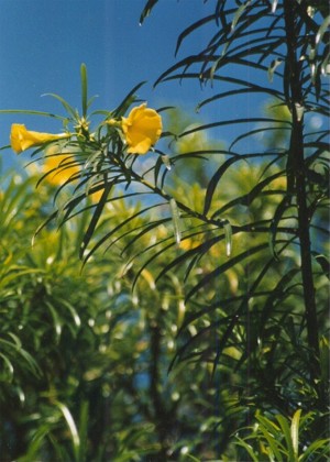 Murklockor - Wallflowers, Gran Canaria