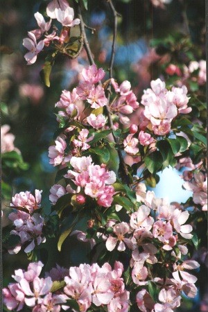 �ppelblom - Apple blossom, Sarfsal�