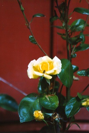 Gul ros - Yellow rose of Sarfsal�