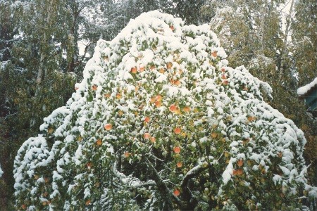 Vinter�ppel