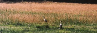 Cranes
