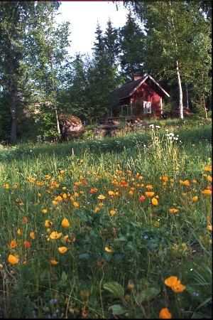 Vallmof�lt - Poppyfield, Sarfsal�