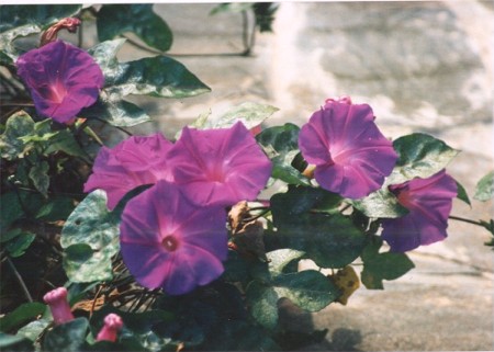 Another Hibiscus? - Gran Canaria